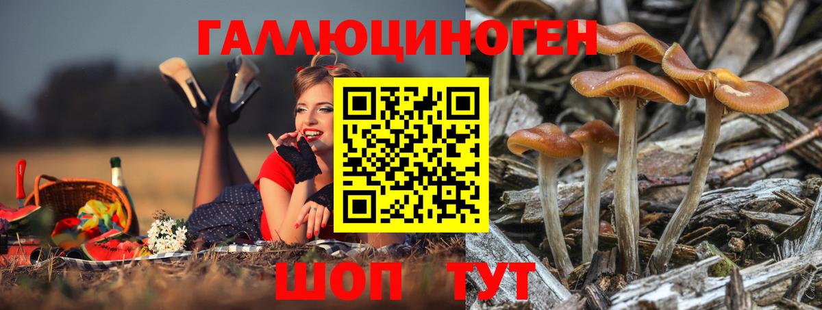 Псилоцибиновые грибы Psilocybe Химки